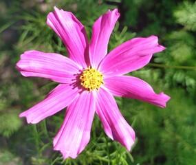 Obraz premium pink flower in the garden