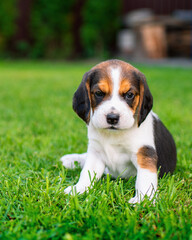 A small beagle puppy. The beautiful puppy is three weeks old. It is on the background of blurred green grass