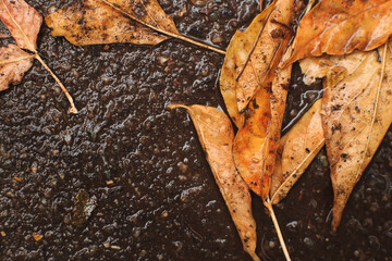 Fallen yellow leaves lie on the road after the rain. Wet autumn leaves on the pavement.
