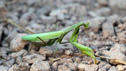 カマキリ