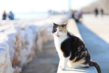 cat on beach with bokeh