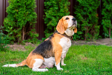 A beagle dog sits on a background of blurred grass. An old dog that recently gave birth to puppies
