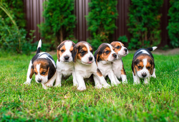 Small puppies of the beagle breed. Many puppies on the background of blurred green grass.
