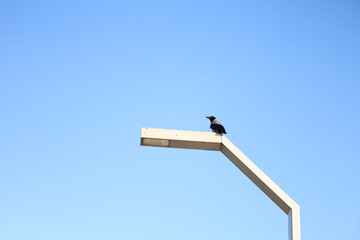 crow on pole 