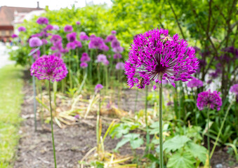 Fototapeta premium Flowering green onions in the beds in summer