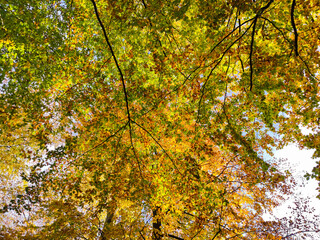 Golden autumn with yellow and orange leaves on high trees in forest