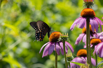 Butterfly On A flower With A Green Background. (Spicebush Butterfly On Purple Coneflowers )