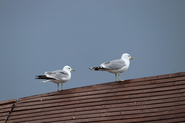 seagulls on the pier