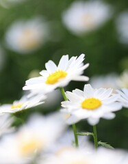 white daisy in the garden with bokeh