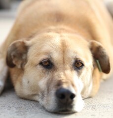 close up portrait of a sad dog