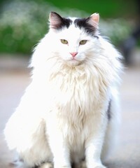 Naklejka na ściany i meble close up potrait of white majestic cat with bokeh