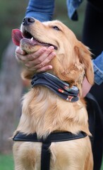 portrait of a golden retriever dog with bokeh