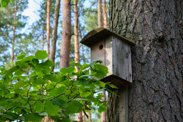 Bird house on a old tree. Wooden birdhouse, nesting box for songbirds in park or forest.