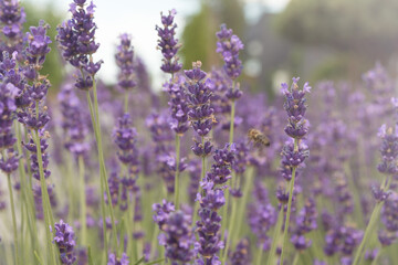 Purple blurred lavender flowers on a lavender field.