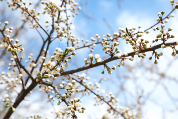 Closeup view of cherry tree with beautiful flower buds outdoors