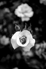 flower or not flower ?