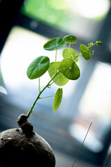 macro du jour