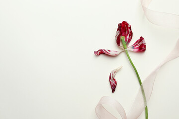 Red tulip and ribbon on beige background, flat lay with space for text. Menopause concept
