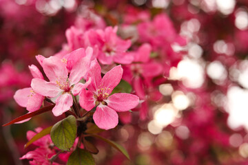 Closeup view of beautiful blossoming apple tree outdoors on spring day