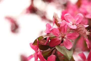 Closeup view of beautiful blossoming apple tree outdoors on spring day. Space for text