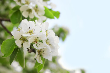 Pear tree branch with beautiful blossoms on blurred background, closeup and space for text. Spring season