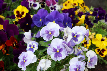 Beautiful colorful pansies growing in garden, closeup