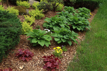 Many different beautiful plants outdoors. Gardening and landscaping