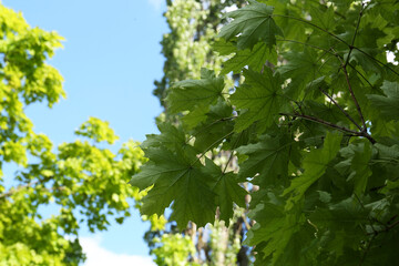 Fototapeta na wymiar Beautiful branches of maple tree with green leaves outdoors, low angle view. Space for text