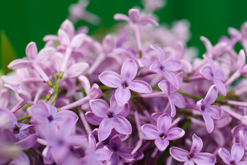Fototapeta premium Beautiful lilac flowers on blurred background, closeup