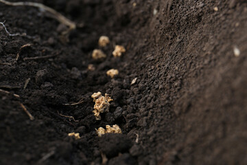 Beet seeds in fertile soil, closeup. Vegetables growing