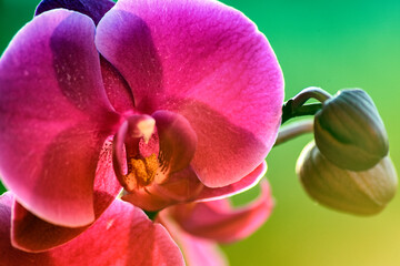 Orchideentraum