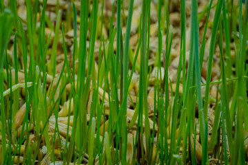 Fresh microgreens oat and wheat grass growing: close up view, macro. Spring, germination, natural, raw and growth concept