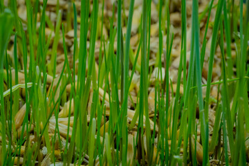 Fototapeta na wymiar Fresh microgreens oat and wheat grass growing: close up view, macro. Spring, germination, natural, raw and growth concept