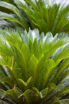 View of palm tree leaf in Botanical garden
