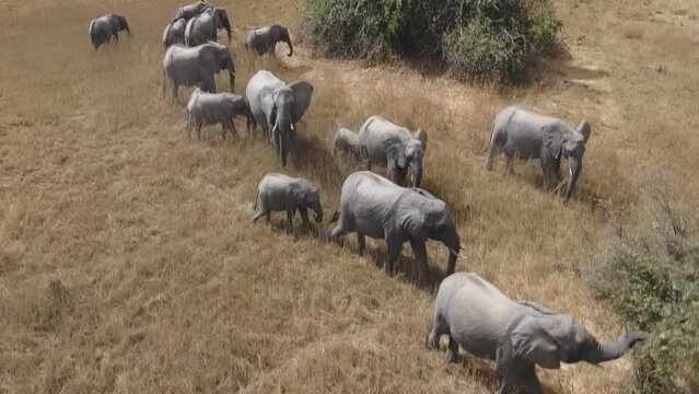 Kafue National Park. The largest national park in Zambia and the second largest national park in Africa. Aerial view of a group of elephants.