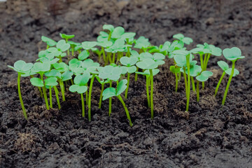 Fresh microgreens arugula, rucola sprouts growing: close up view, macro. Spring, germination, natural, raw, growth and healthy food concept