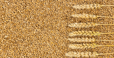 Ears of wheat on the harvested crop of wheat grains. Can be used as a background. View from above.
