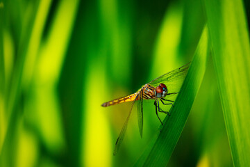 Fototapeta premium A female blue dasher dragonfly takes a rest on a reed near a pond.