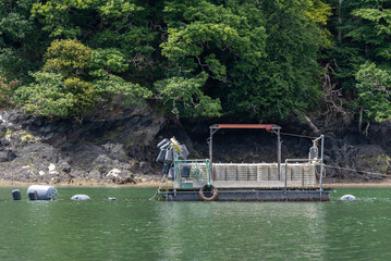 River Fal, Cornwall, England, UK. 2022,  Mussel farming on the River Fal mussels are grown attached to buoys and are harvested by free diving. Floating pontoon the workstation.