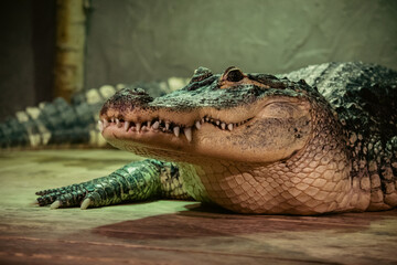 crocodile in the zoo - obrazy, fototapety, plakaty