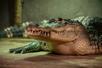 Fototapeten crocodile in the zoo © Marc
