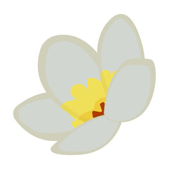 Single jasmine flower, illustration