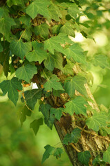 Fleur d'ici et de la...