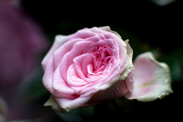 Fleur d'ici et de la...