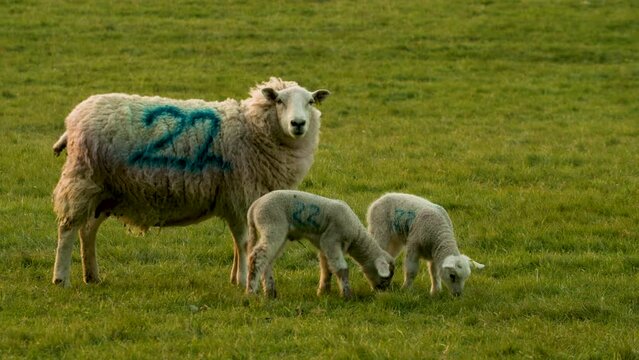 4K video clip sheep and two baby lambs grazing in a field on a farm in evening sunshine