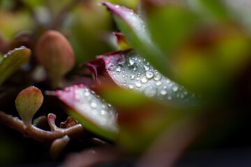 Fleur d'ici et de la...