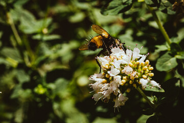 Insekt auf Wildblume, Wildbiene, naturnaher Garten