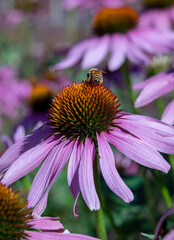 Honey Bee Gathering Pollen on Purple Coneflower Echinacea Plant