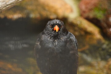 schwarzer Vogel mit orangem Schnabel im Bergzoo Halle Saale