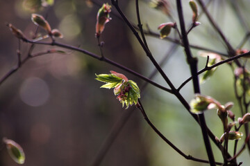 Springing Growth